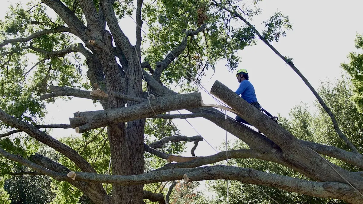 Professional Crown Thinning performed by certified arborists in Haubstadt