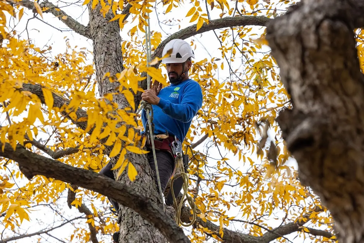 Skilled Tree Disease Treatment crew working in Haubstadt