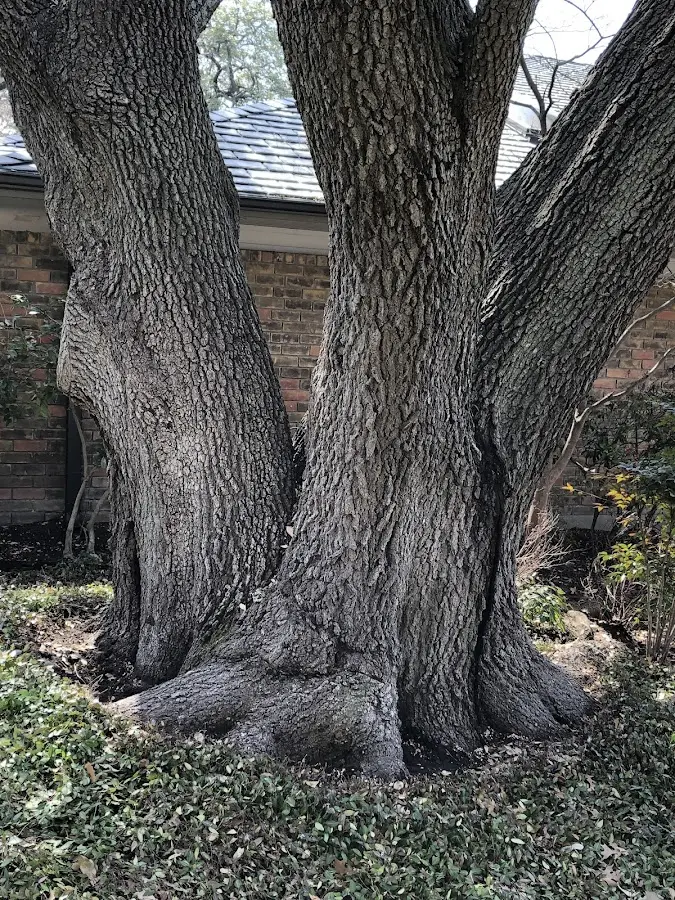 Mature heritage tree close to a Haubstadt property cared for by certified arborists